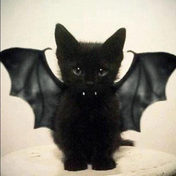 Meow - Picture 1 of 1